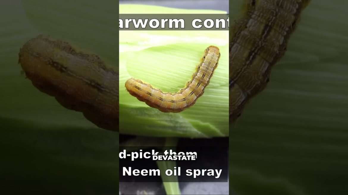 Stop Corn Earworms from RUINING Your Crops! 🌽❌