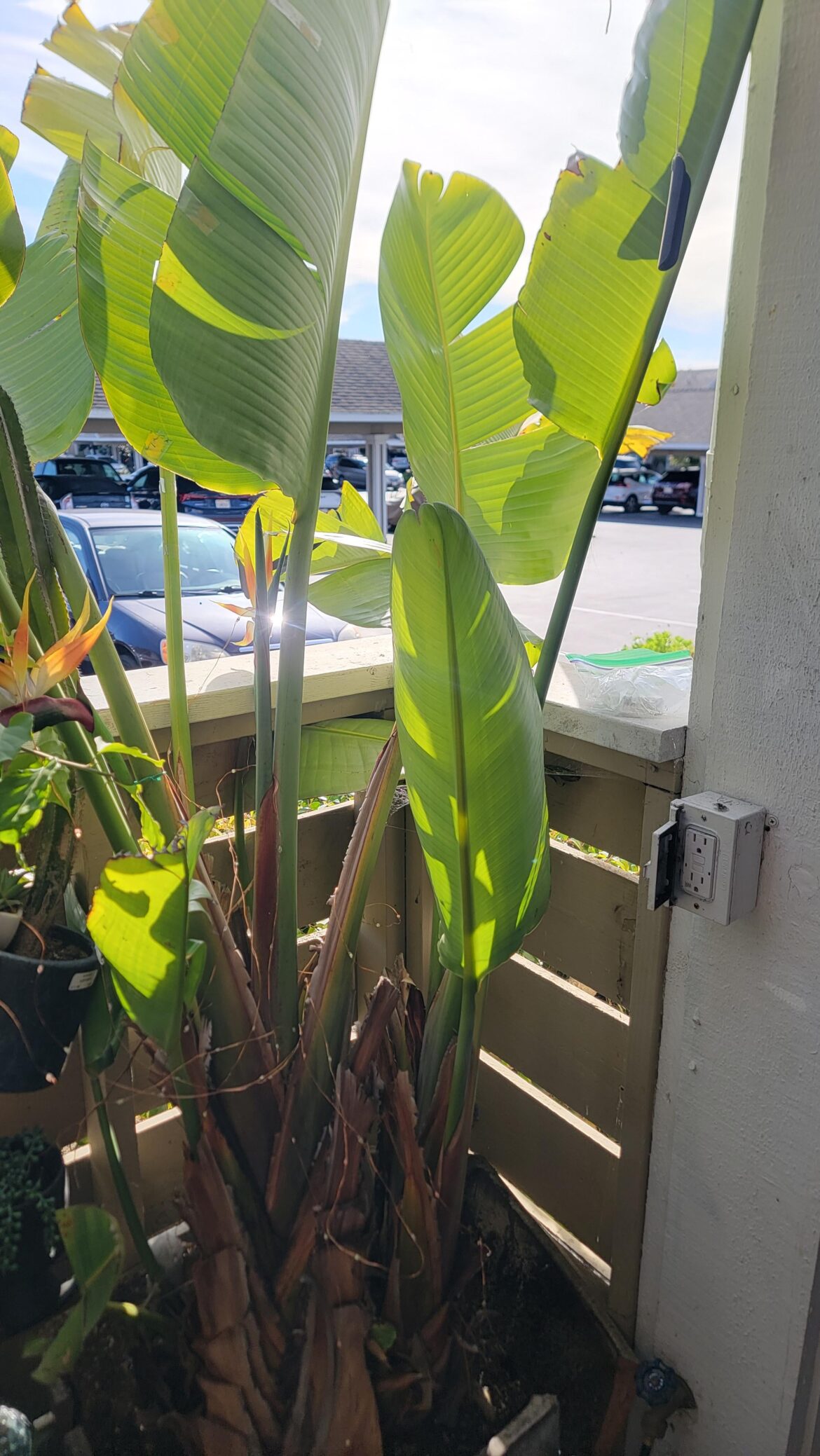 Bird of Paradise Outgrew His Pot Bird of Paradise Outgrew His Pot