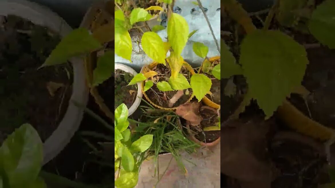 🌱Happy Garden Happy Plants🌱🪴#garden #viralvideo #shortsvideo #gardenplants #trendingshorts