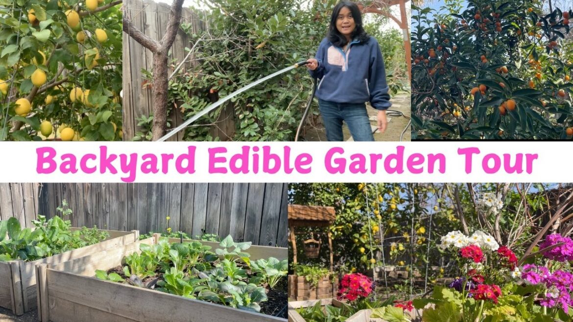 Filipino Backyard Edible Garden Tour ๐ฑ๐ ๐ Filipino Backyard Edible Garden Tour ๐ฑ๐ ๐