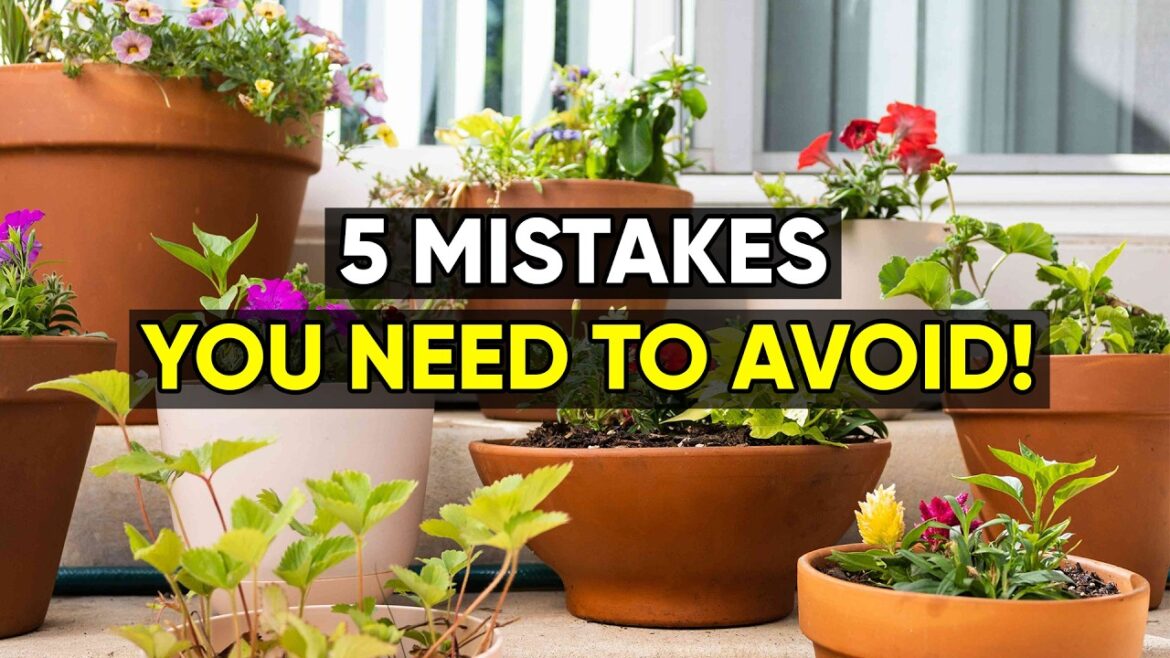 Top 5 Container Gardening Mistakes You Must Avoid! 🌿 Top 5 Container Gardening Mistakes You Must Avoid! 🌿