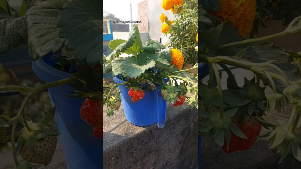 strawberry plant cear 🍓🍓#greenrooftop #garden #gardening