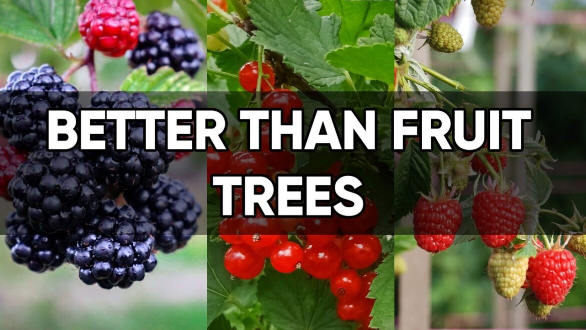 Ditch Fruit Trees! 8 Compact Bushes That Produce Insane Harvests Ditch Fruit Trees! 8 Compact Bushes That Produce Insane Harvests