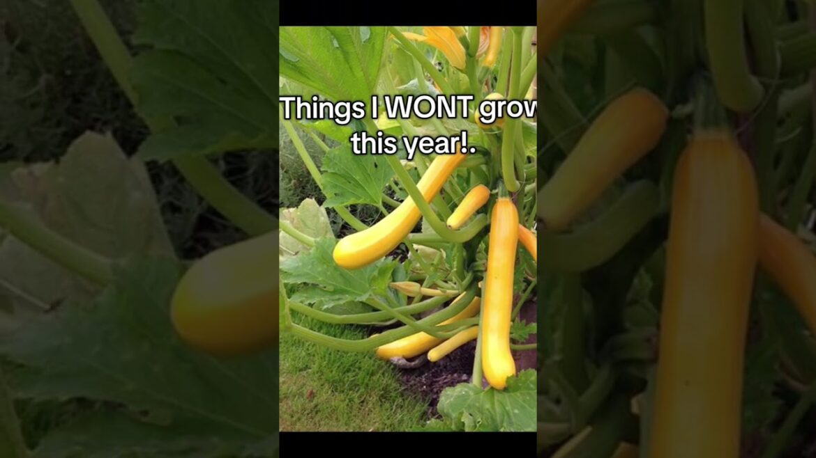 I won't grow these this year! #allotment #gardening #allotmentgardening #growyourownfood