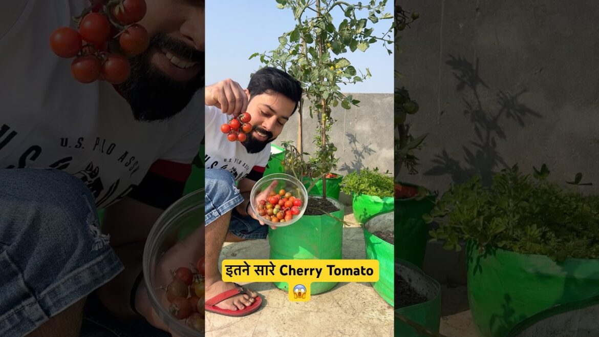 Cherry Tomato Harvest 2026 | Terrace Gardening | #aasanbagwani Cherry Tomato Harvest 2026 | Terrace Gardening | #aasanbagwani