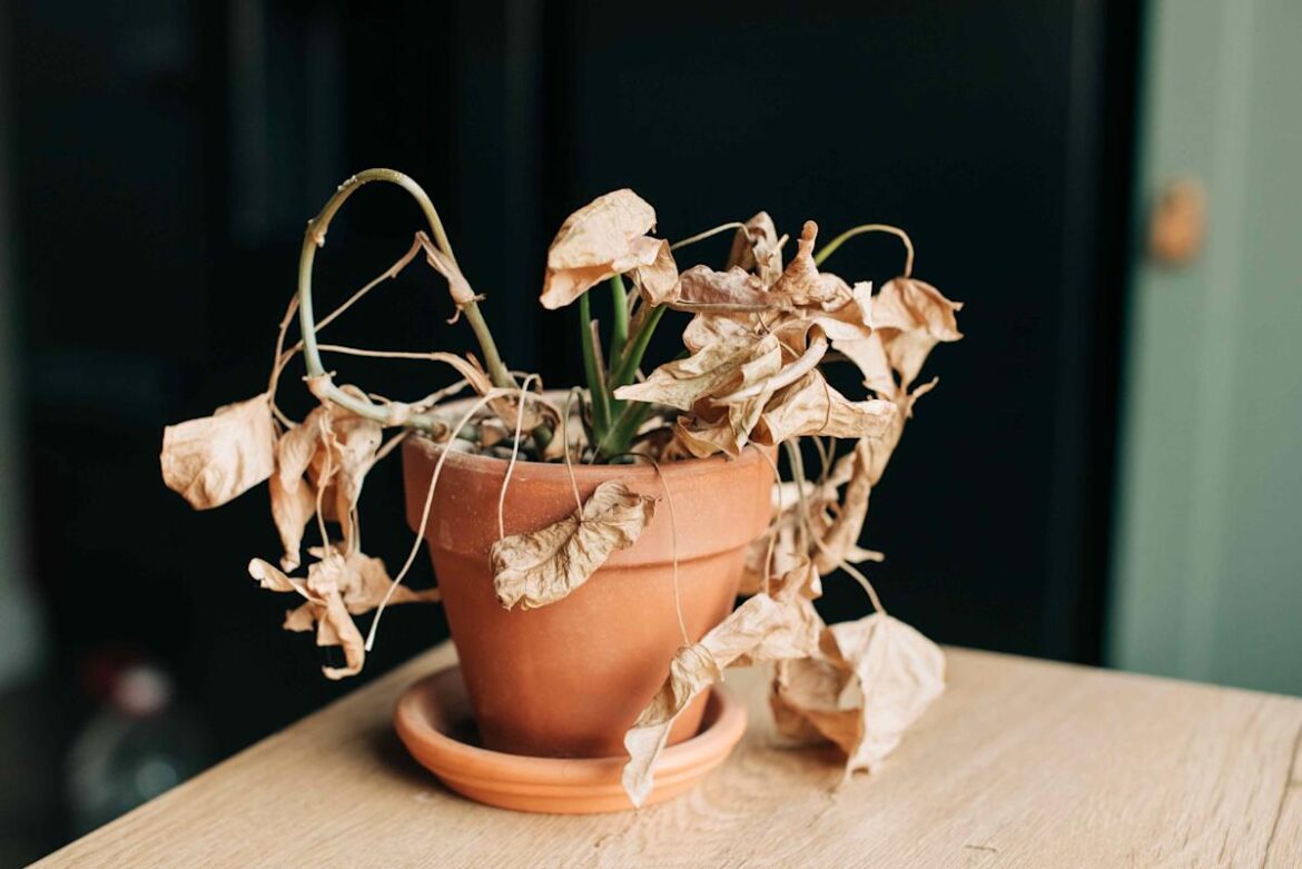 Wait! We Asked a Gardening Pro What to Do With Dead-Looking Plants Before Tossing Them The Spruce