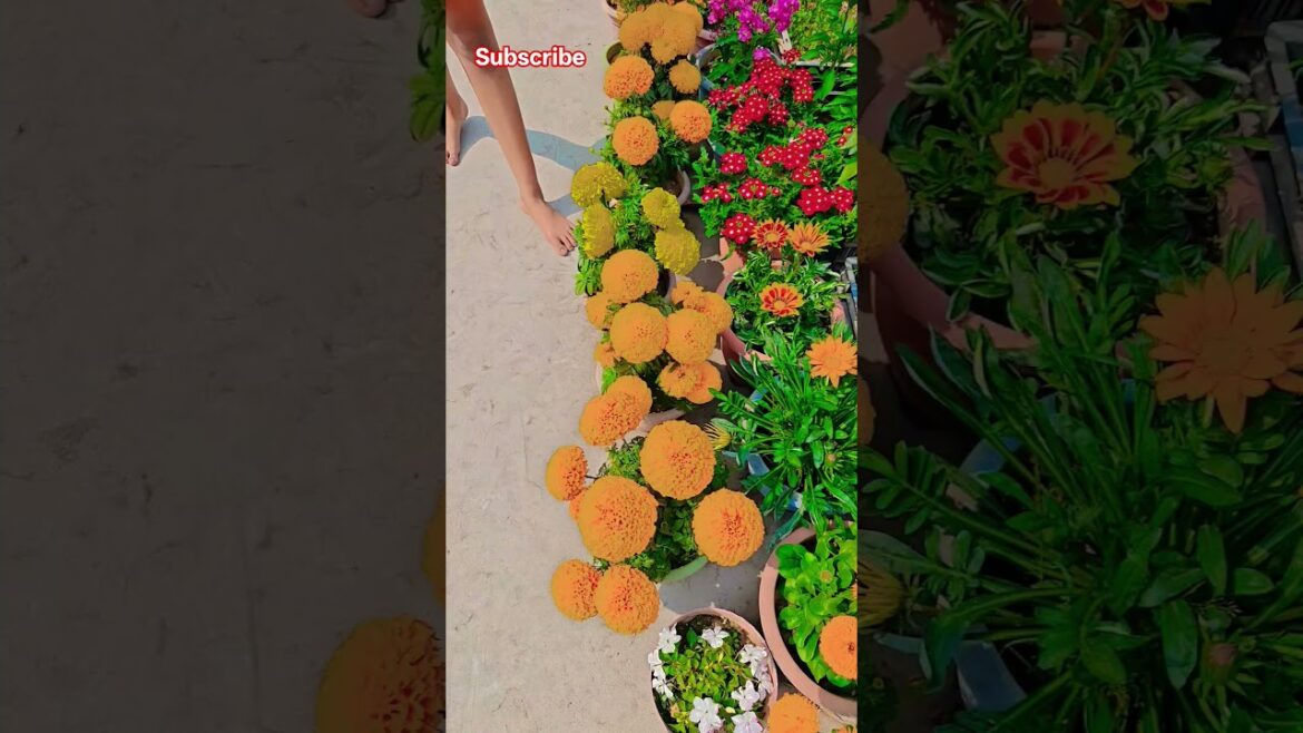 আমাদের ছাদ বাগান টা দেখে নাও #garden #gardening #flowers #nursery #UpdateGardening #chadbagan