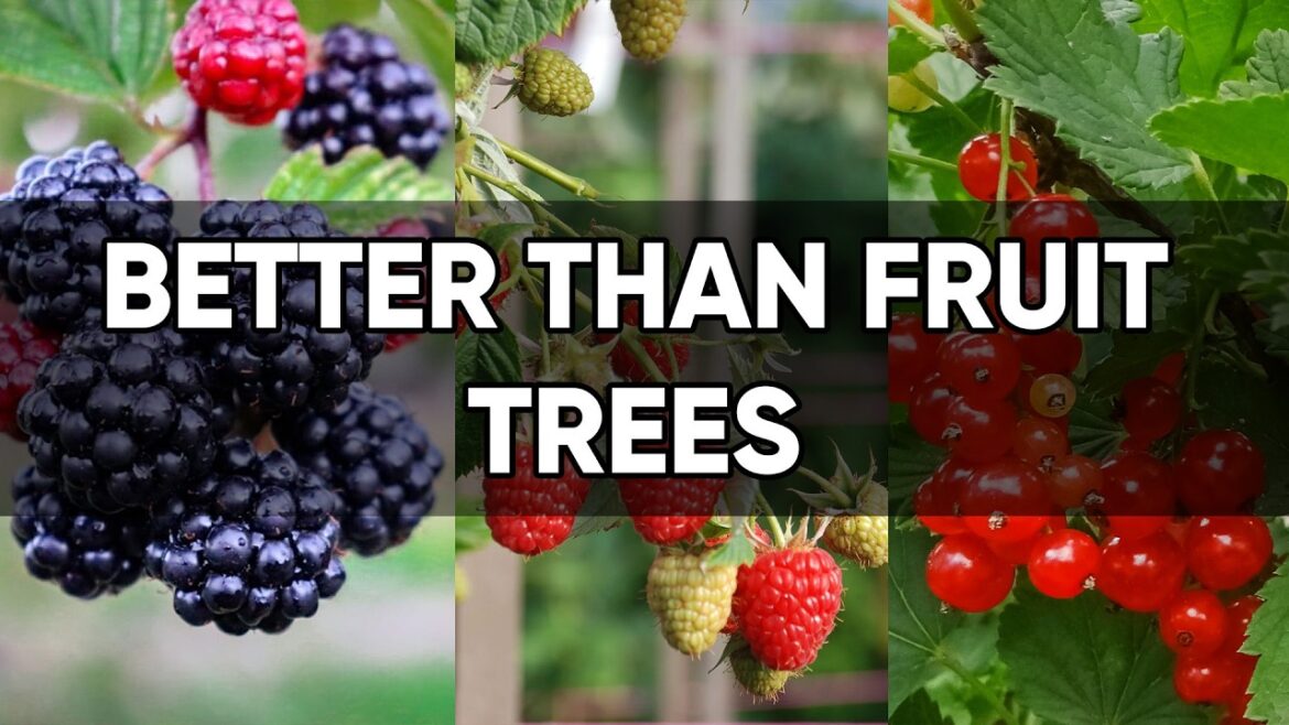 8 Small Fruit Bushes That Produce WAY More Food Than Big Fruit Trees! 8 Small Fruit Bushes That Produce WAY More Food Than Big Fruit Trees!