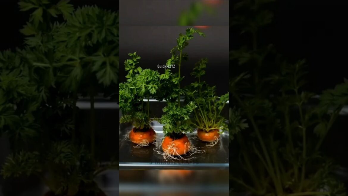 Transform Your Garden with These Proven Organic Tricks | #gardening #hacks #5minutecrafts #shorts Transform Your Garden with These Proven Organic Tricks | #gardening #hacks #5minutecrafts #shorts