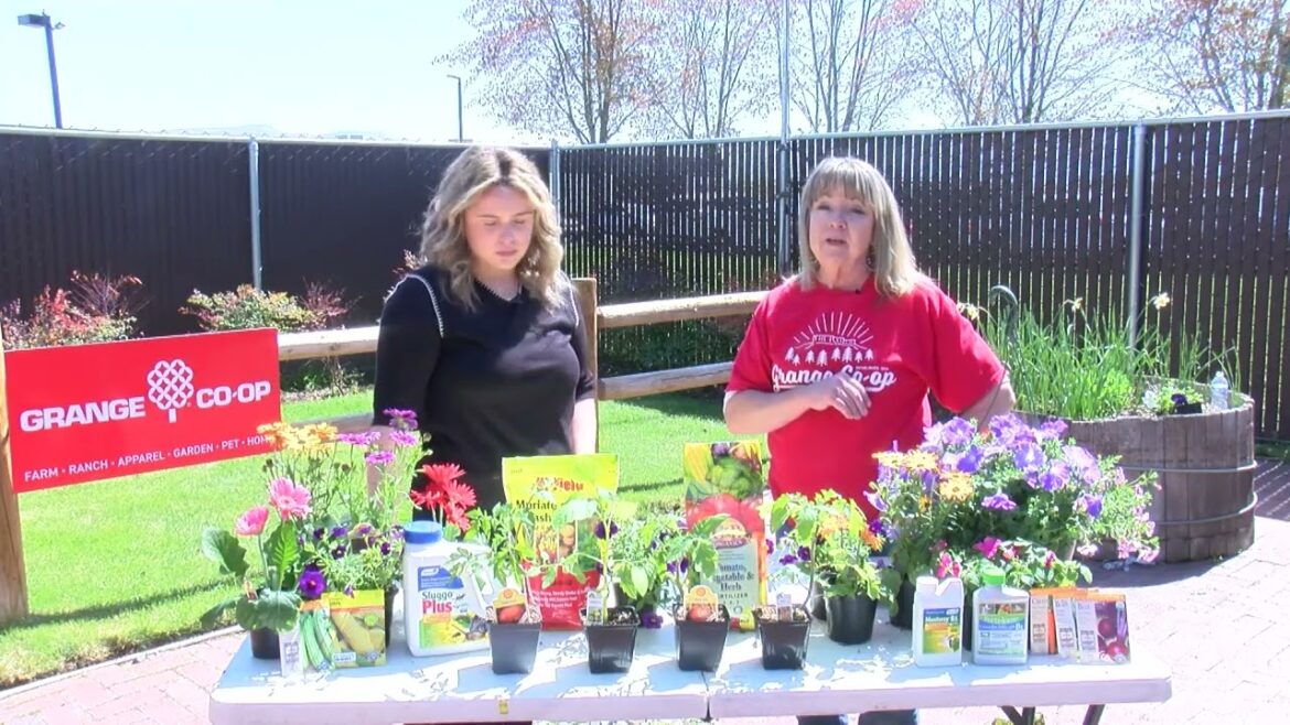 In the Garden: Vegetable gardening