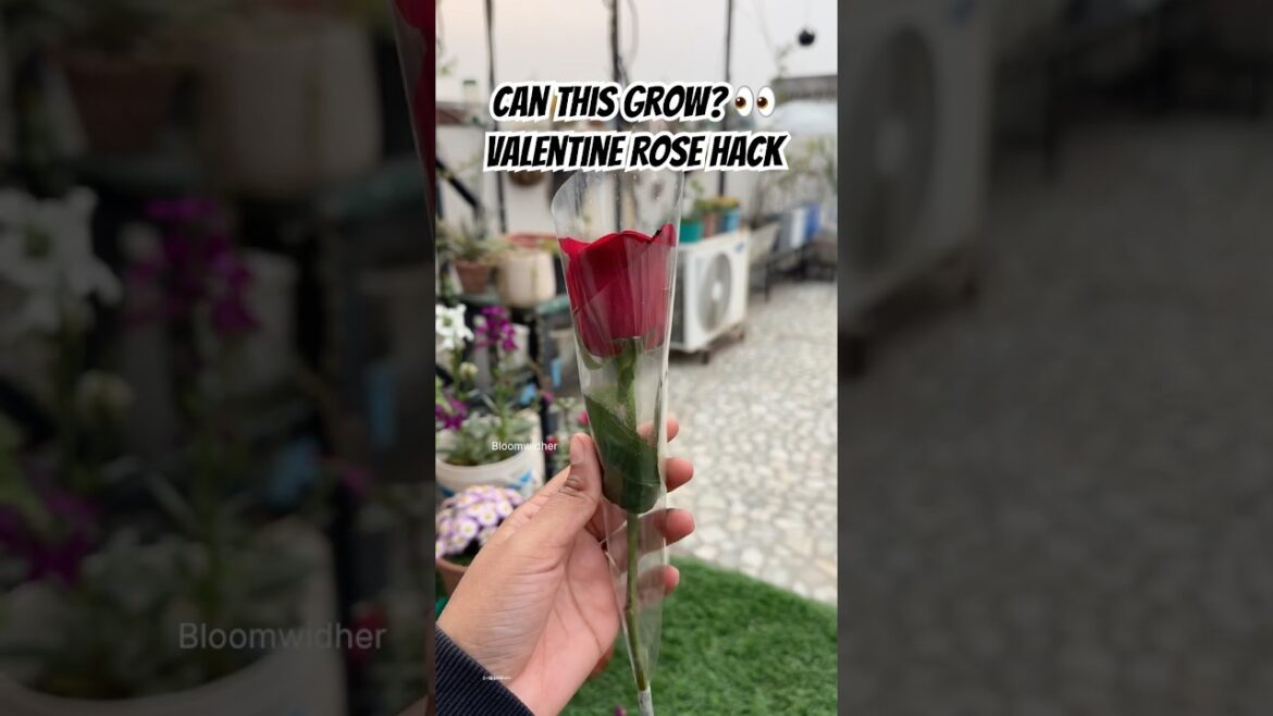 Can You Grow a Rose Plant from a Valentine Bouquet? πΉ #gardening #shorts #rose #plantlover Can You Grow a Rose Plant from a Valentine Bouquet? πΉ #gardening #shorts #rose #plantlover
