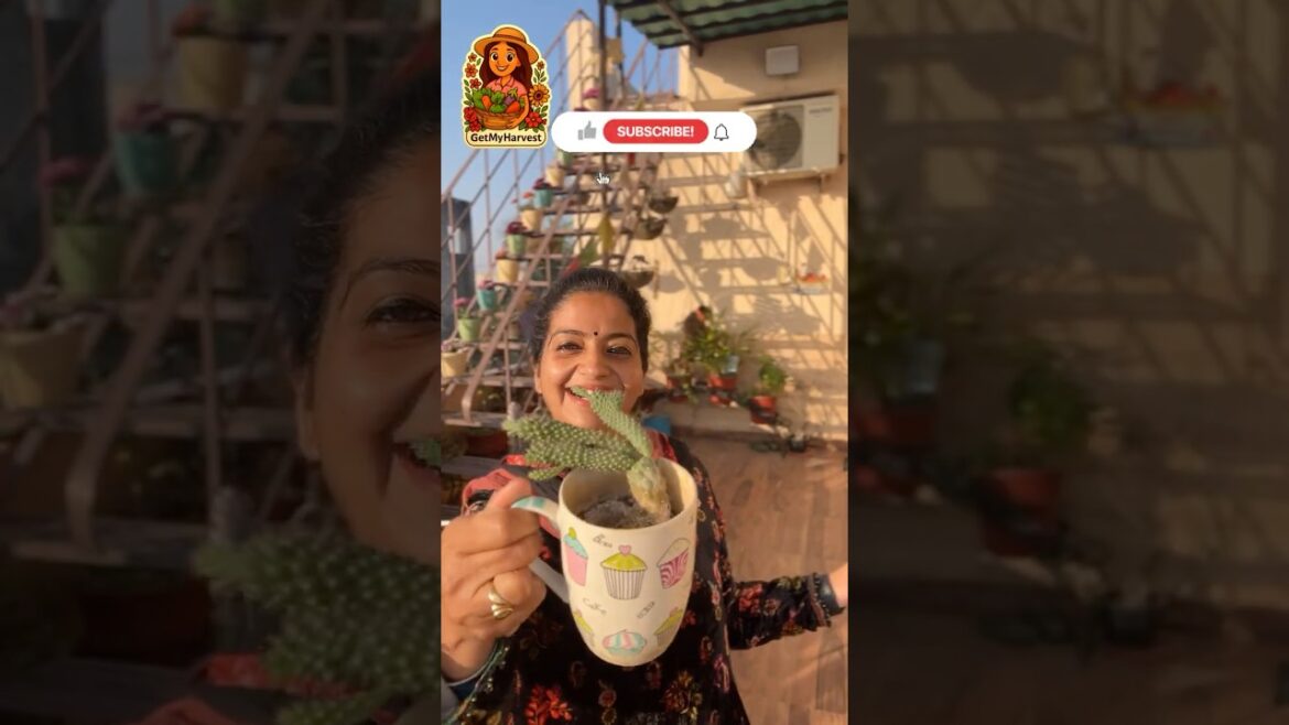 Choti Jagah Mein Plants Kaise Ugaaye? | Tips for growing plants in cities #shorts