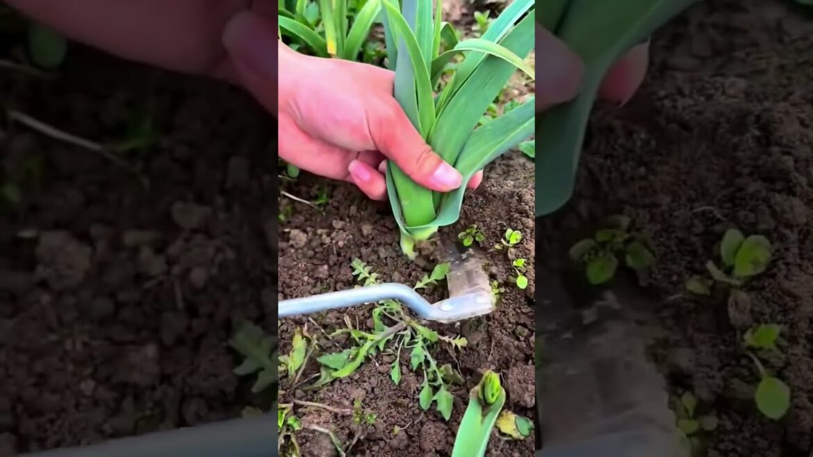 ​🥬 Don't Toss Those Leek Tops! | Kitchen Hack #herbalism #gardening #permaculture #farming