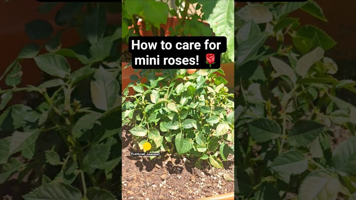 mini rose care 🌹 #roses #rose #gardentips