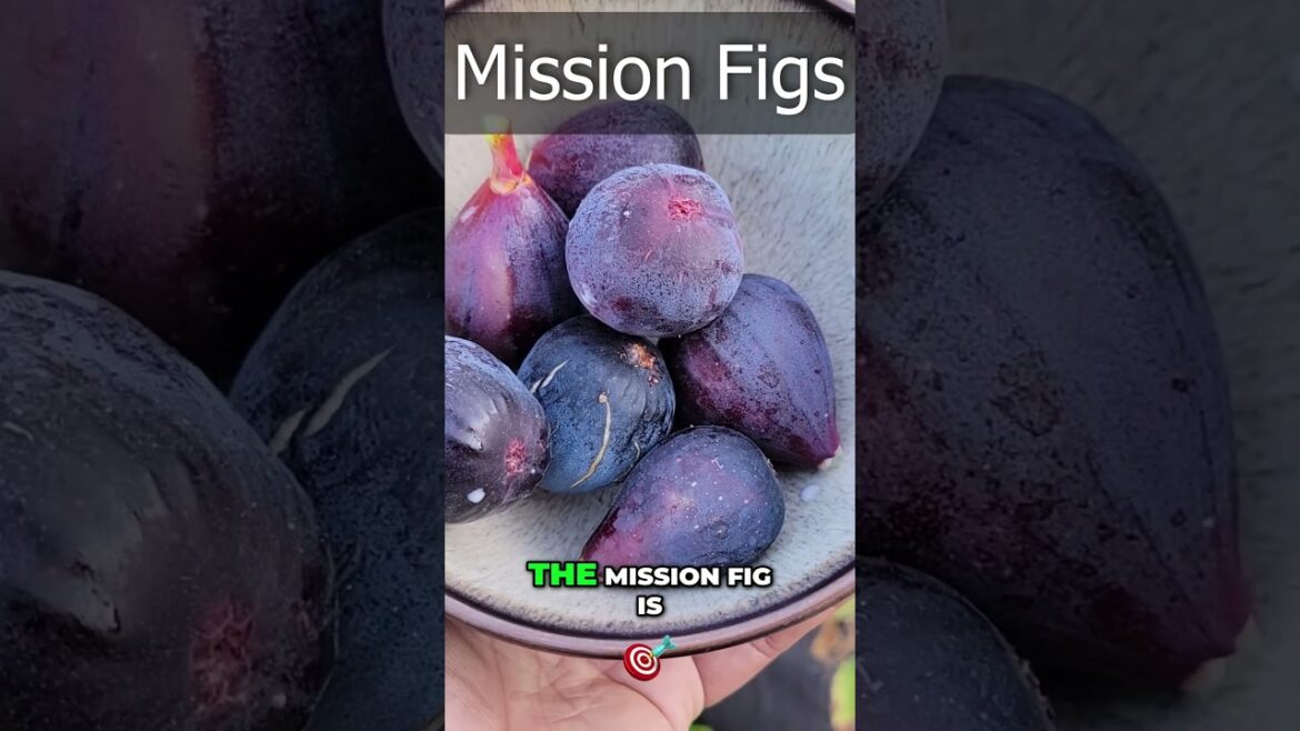 California Gardening: The Best Fig Variety? Why Mission Figs are 10/10! π³π #Shorts #Gardening The Best Fig Variety? Why Mission Figs are 10/10! π³π #Shorts #Gardening