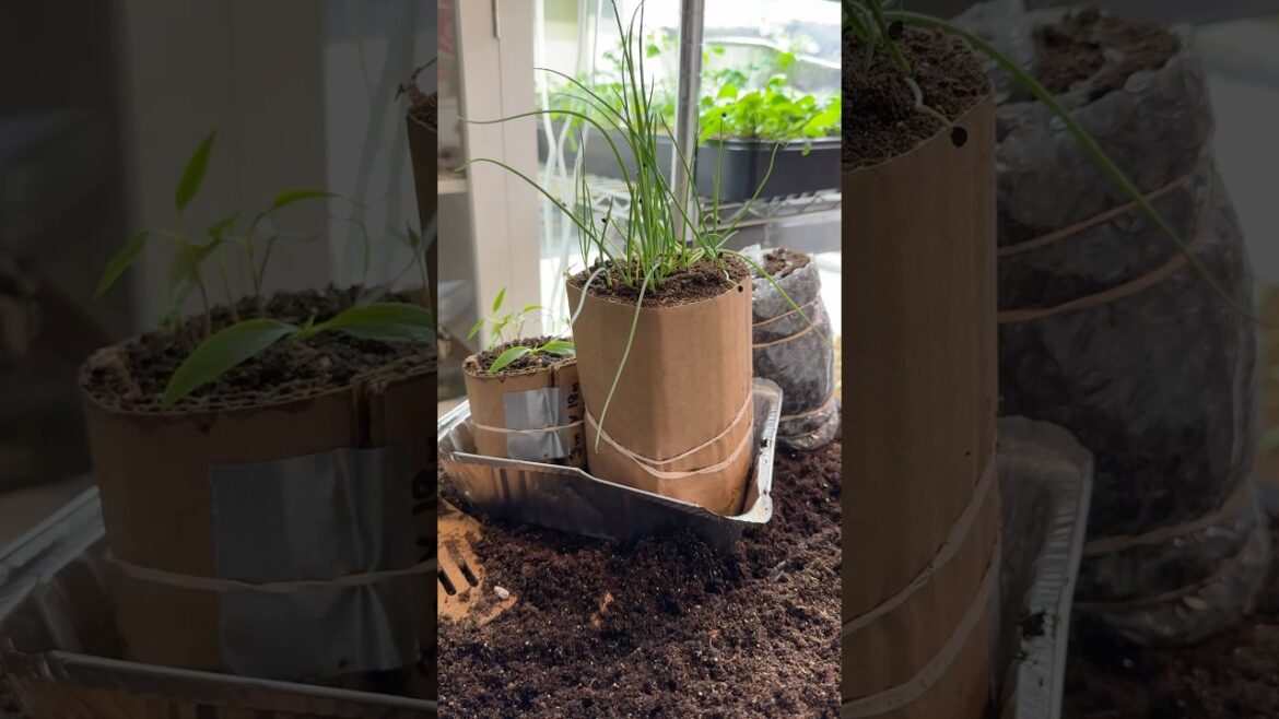 The Seed Snail Method Isn’t That Good (4 Seed Starting Methods) #garden