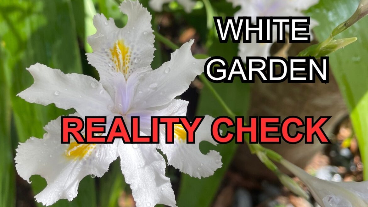 White Gardens in Small Backyards: 10 BIG Pros and Cons You Should Know White Gardens in Small Backyards: 10 BIG Pros and Cons You Should Know