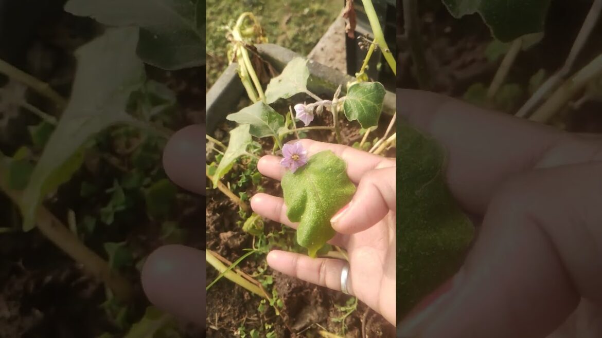 AALU OR BAIGAN#organic#vegetable gardening#farming#,🍆🍆🍆🍆🍆🍆🍆🍆🍆🍆🍆🍆