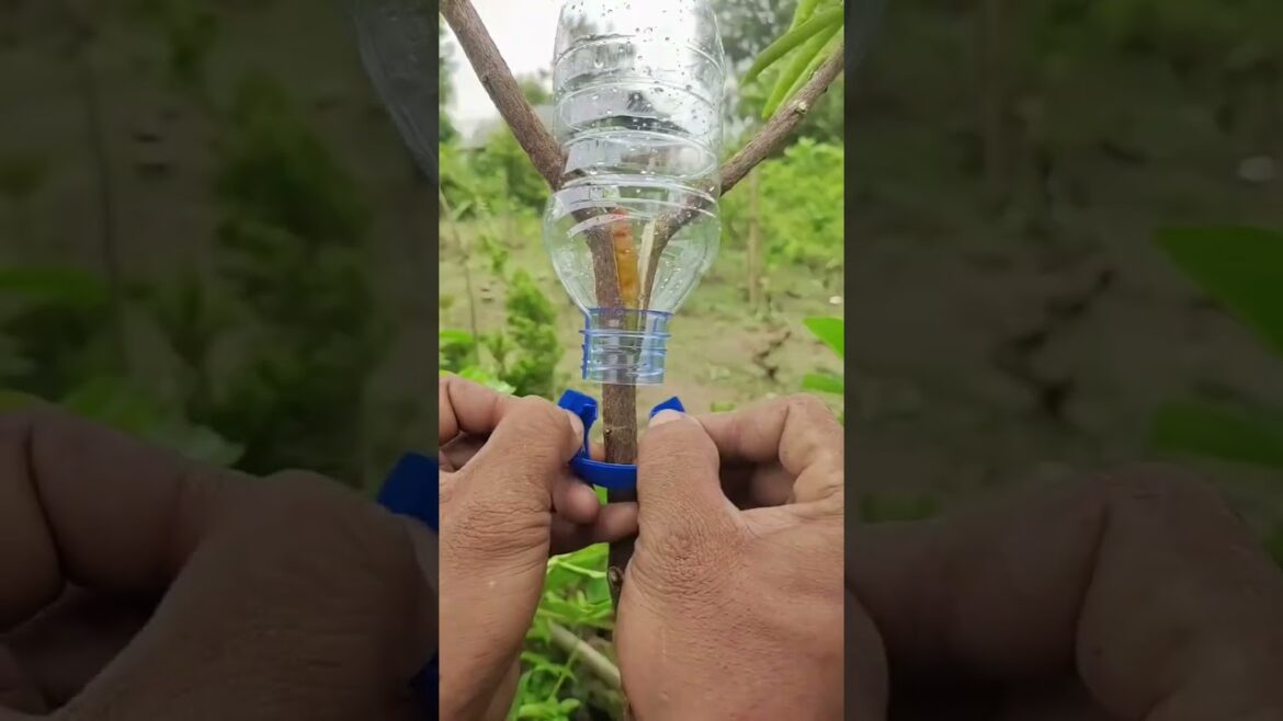 यह Gardening Secret कोई नहीं बताएगा! 🌿🤫#shorts #gardening #airlayering