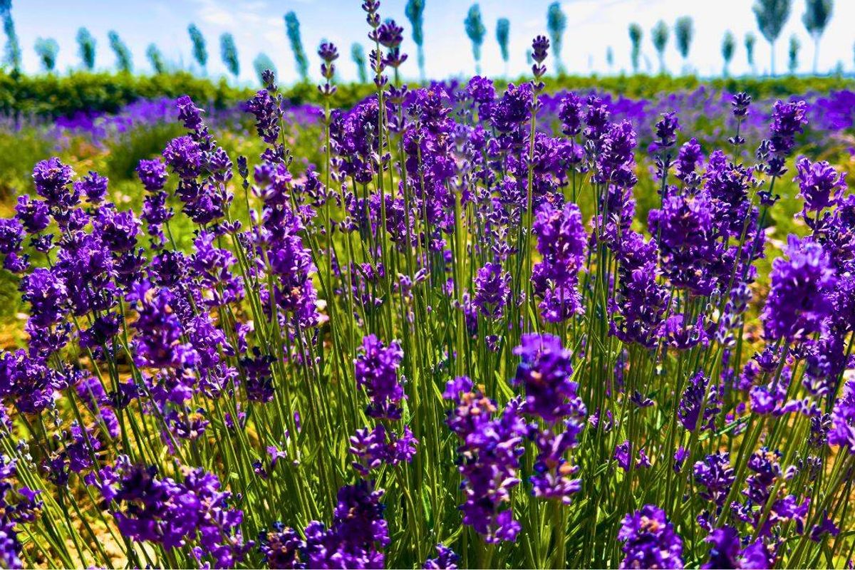 Gardeners need to be careful when checking lavender plants in late February