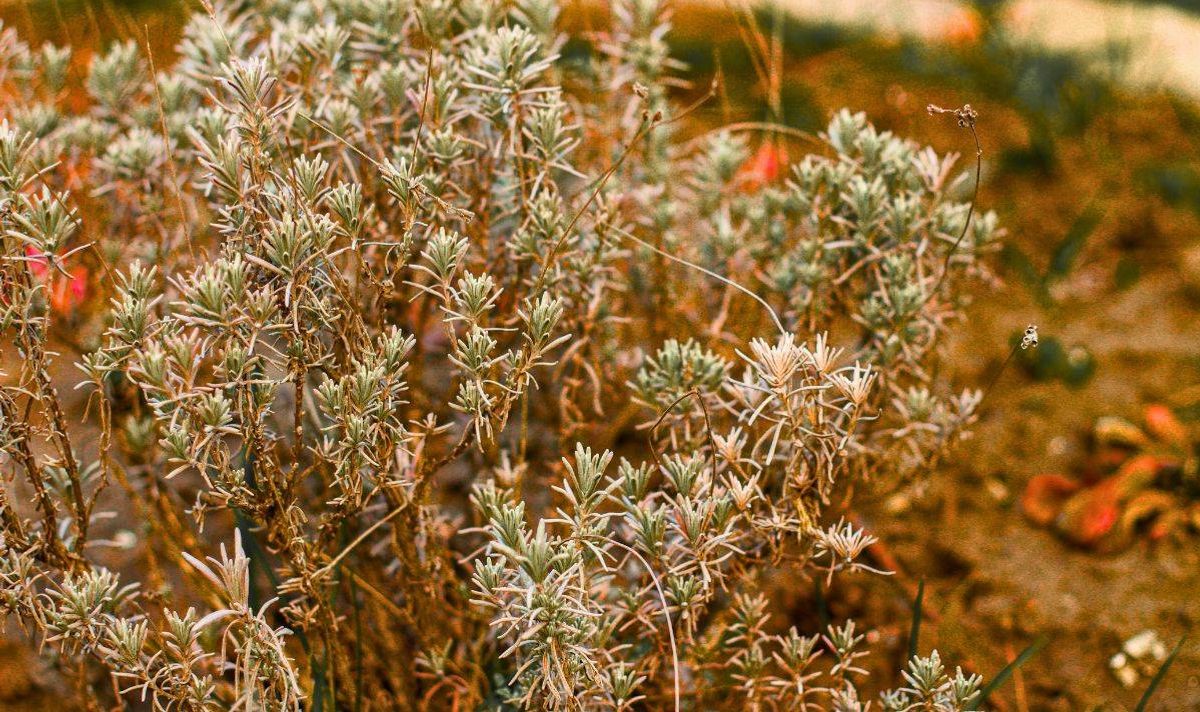 Picture of a bare and brown lavender brush