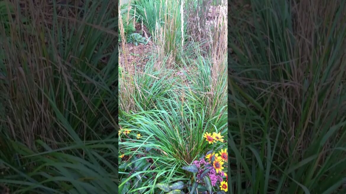 Good Morning Ornamental Grasses! #grasses #garden #gardendesign