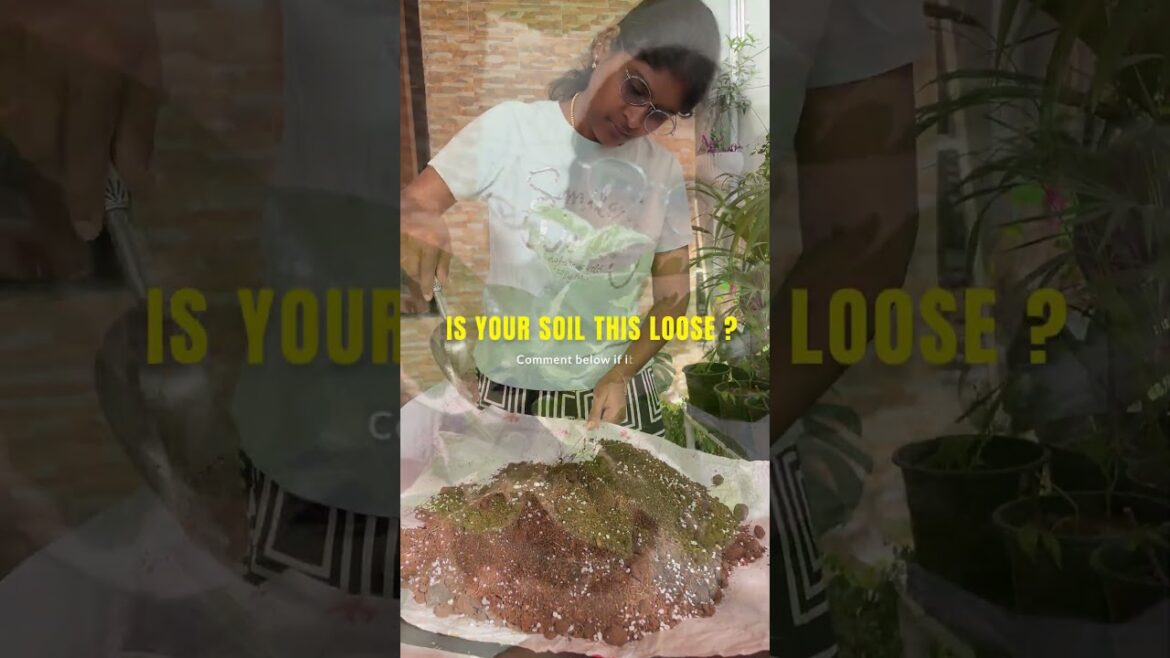 My Soil Mix Ratio – Cute Pot + Money Plant Combo! 🪴⚪ My Soil Mix Ratio – Cute Pot + Money Plant Combo! 🪴⚪