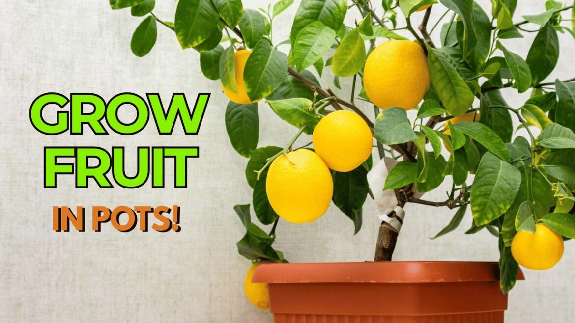 10 Best Fruit Shrubs for Pots 🍓| Grow Fresh Fruit on Your Balcony!