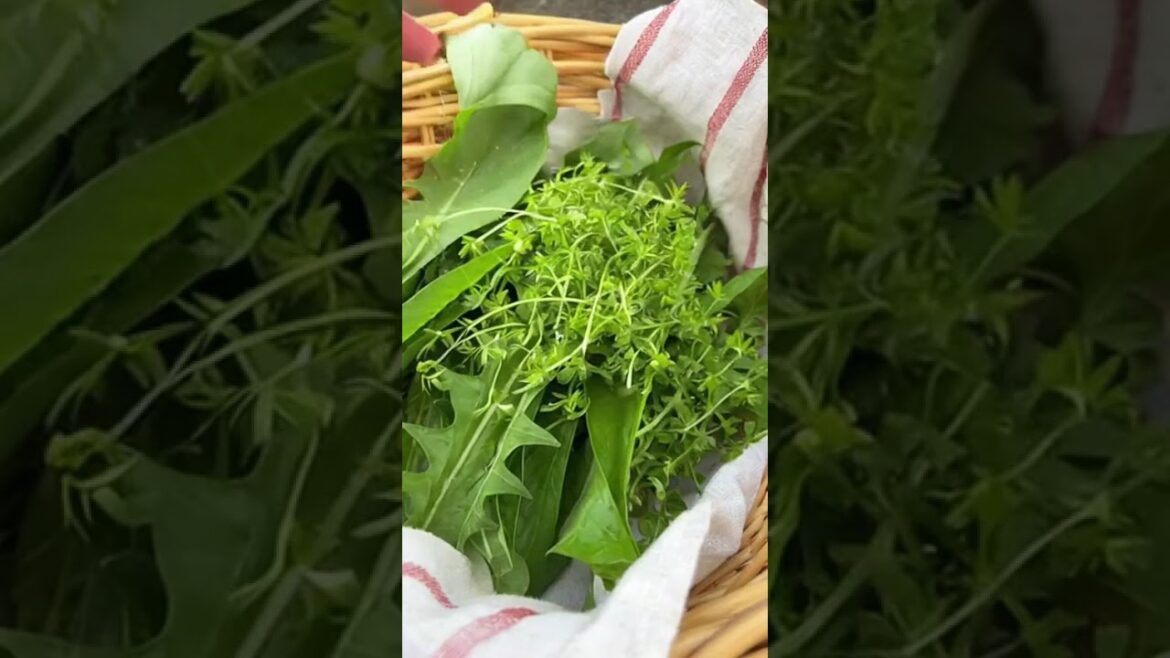 This “Weed” Is Food (Stop Pulling It!) #gardenharvest #growsomefood #growyourownfood #viral