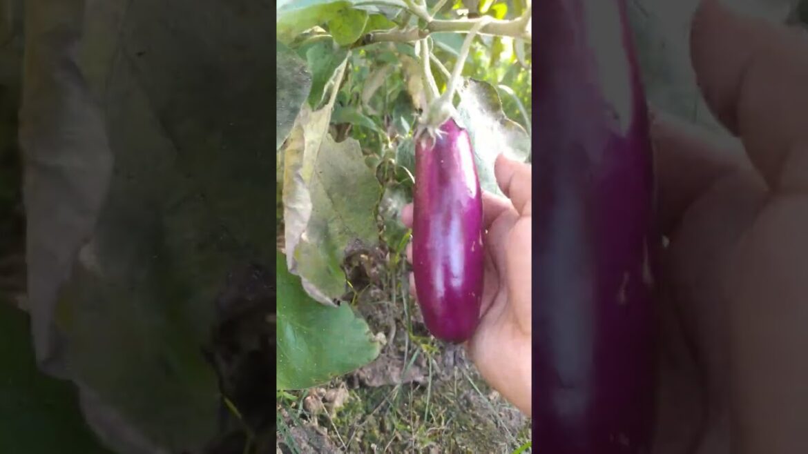 vegetable plant from kitchen gardens #shorts #viral #motivation #garden