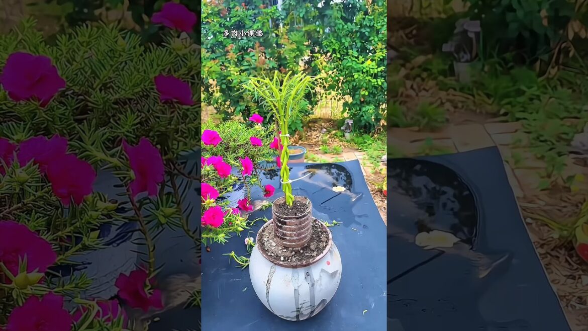 🌸 Portulaca Propagation from Cuttings | Moss Rose Growing Hack #Shorts 🌸 Portulaca Propagation from Cuttings | Moss Rose Growing Hack #Shorts