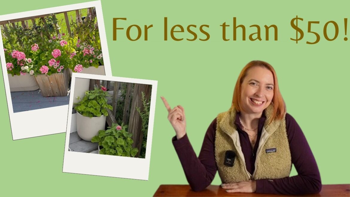 Cheap Container Garden from Seed | Beautiful Flowers for Under $50 Cheap Container Garden from Seed | Beautiful Flowers for Under $50