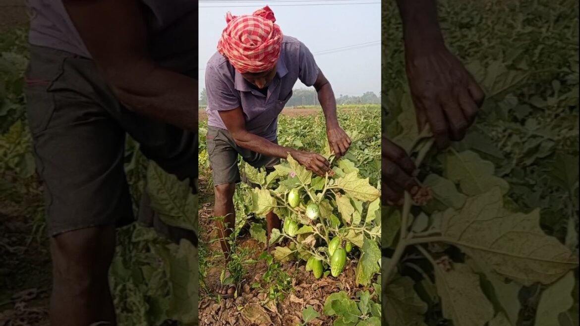 Desi Organic Brinjal Harvest | Village Farming Life #shorts