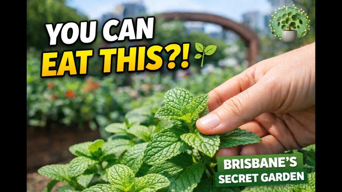 Urban Permaculture in Brisbane | Inside South Bank’s Epicurious Garden 🌱