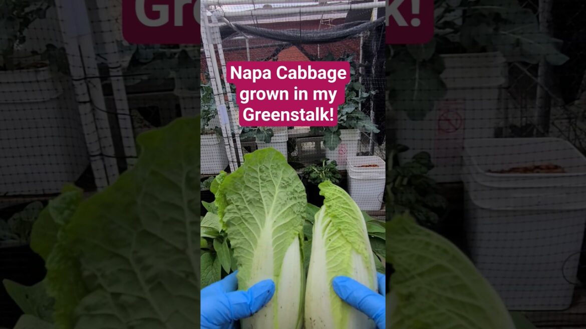 Little Jade mini napa cabbage #mininapa #containergardening #gardening  @ReneesGardenSeeds