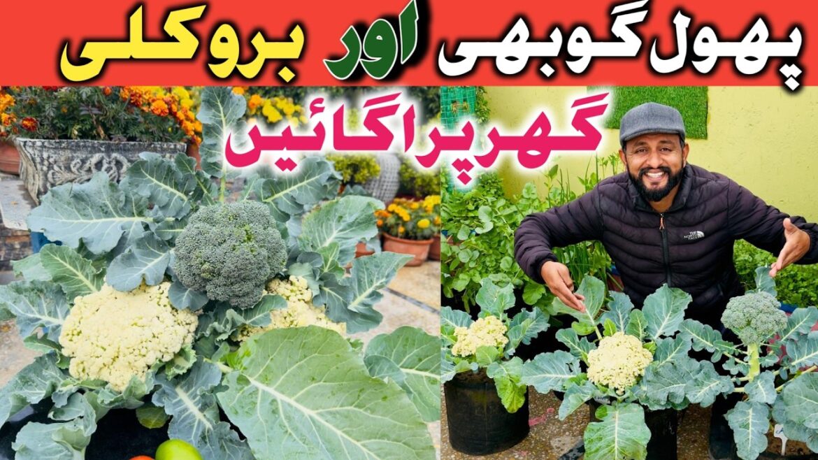 How to Grow  Cabbage and Broccoli at Home | Home Vegetable Gardening Ideas | Rooftop Gardening