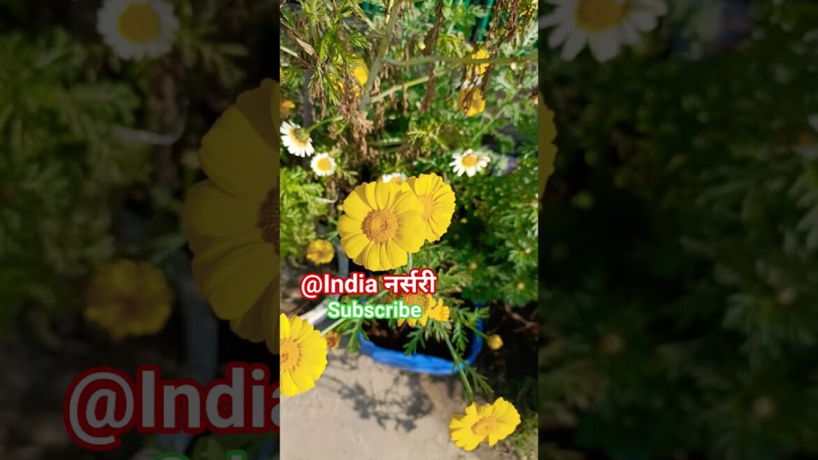 GZB#trend#flowers 💚#agriculture#garden🌻🌿#plants#shorts