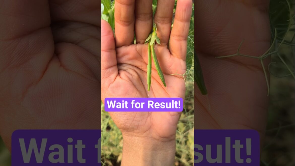 Wait for the Peas 😍🌿 | Amazing Growth Result #Shorts #trending #gardening