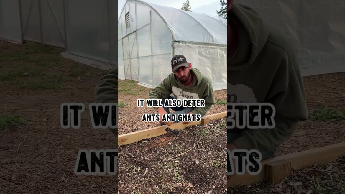 Sprinkle CINNAMON in Your Garden for AMAZING Plant Benefits! #gardentips Sprinkle CINNAMON in Your Garden for AMAZING Plant Benefits! #gardentips