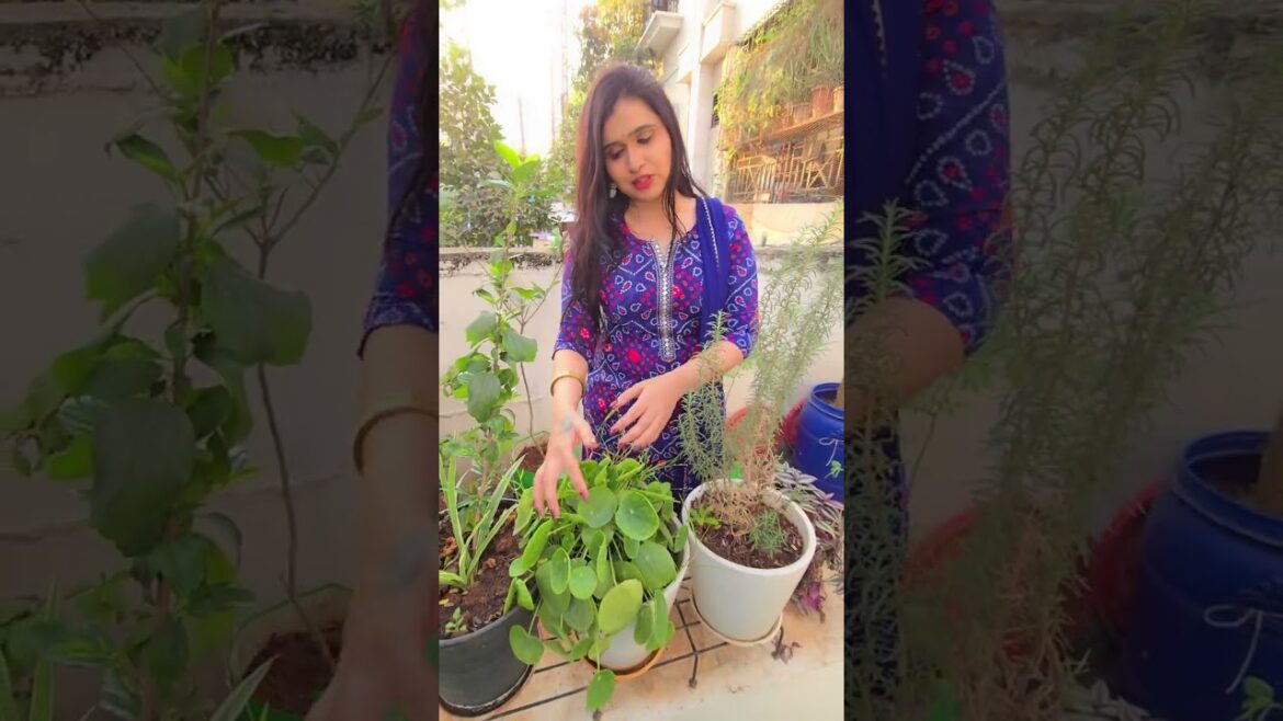 chinees money plant ela vundi 😀🪴👍👌 #trending #youtubeshorts #gardening #homegarden #fun #happiness