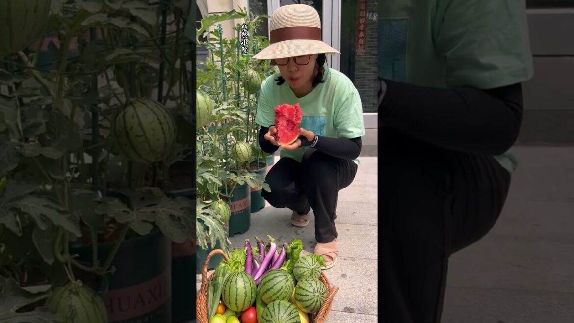 Flowerpot Watermelon: A Mini Garden Gem