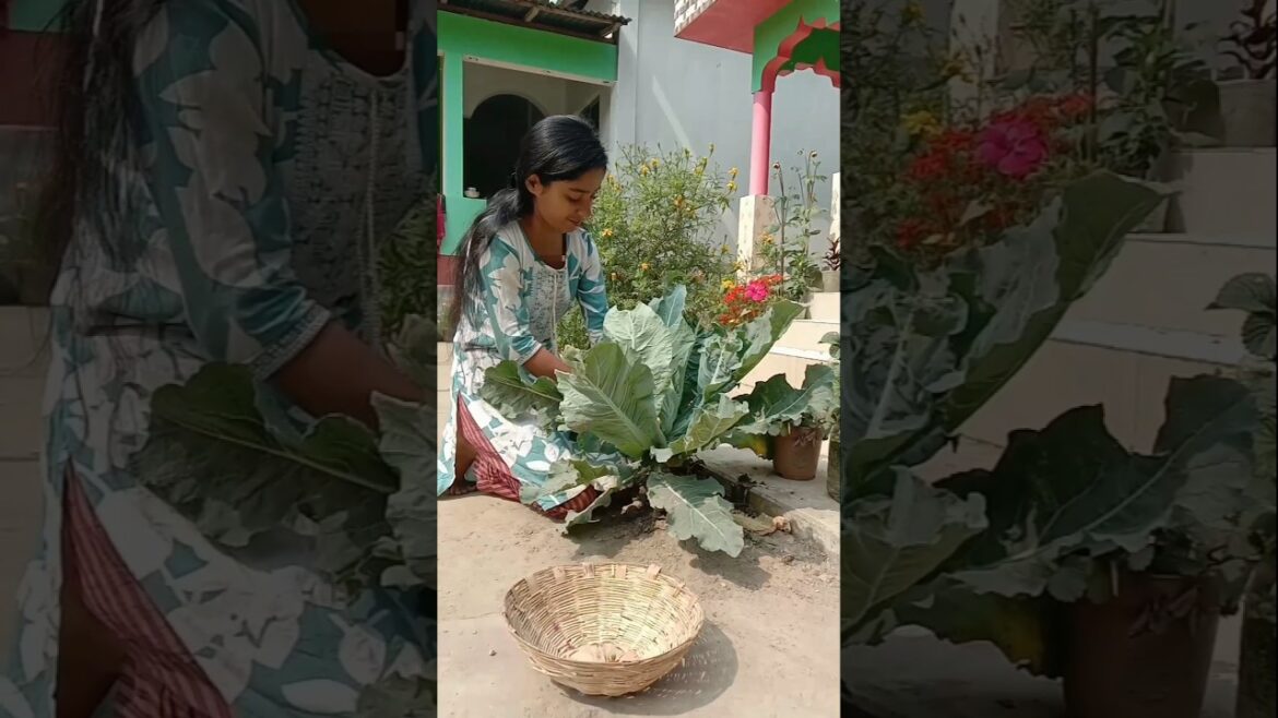 গাছও লাগাবো আবার কথাও শুনবো😡#shorts#vegetables#gardening#youtube#viral video#plants#harvest