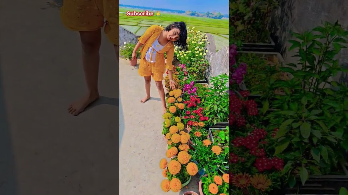 ইনকা ফুলটা মুচকে গেছে #garden #gardening #flowers #nursery #UpdateGardening #chadbagan