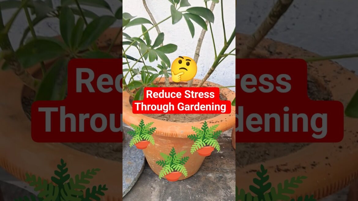 Reduce Stress Through Gardening 🪴🤔 #gardening #terracegardenindia #garden