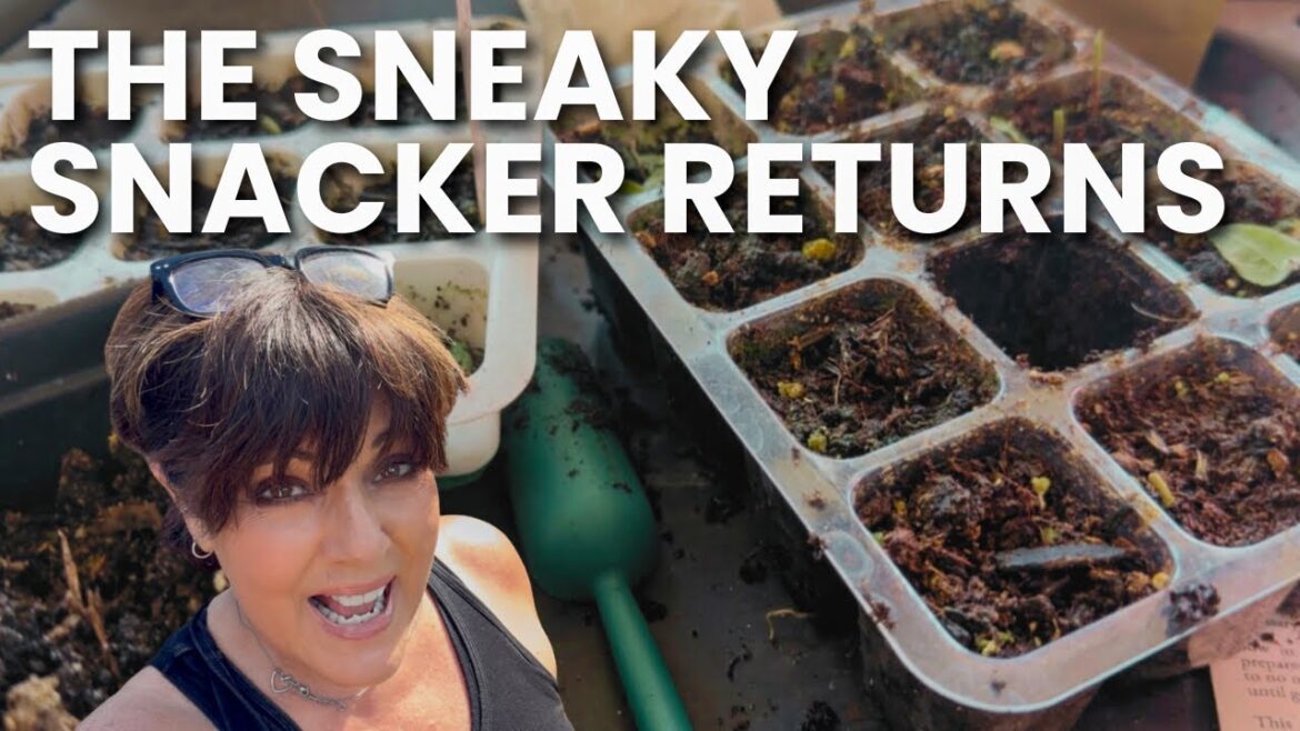 Something ATE My Seedlings! 🐛 Protecting Plants + New Elderberry & Pentas