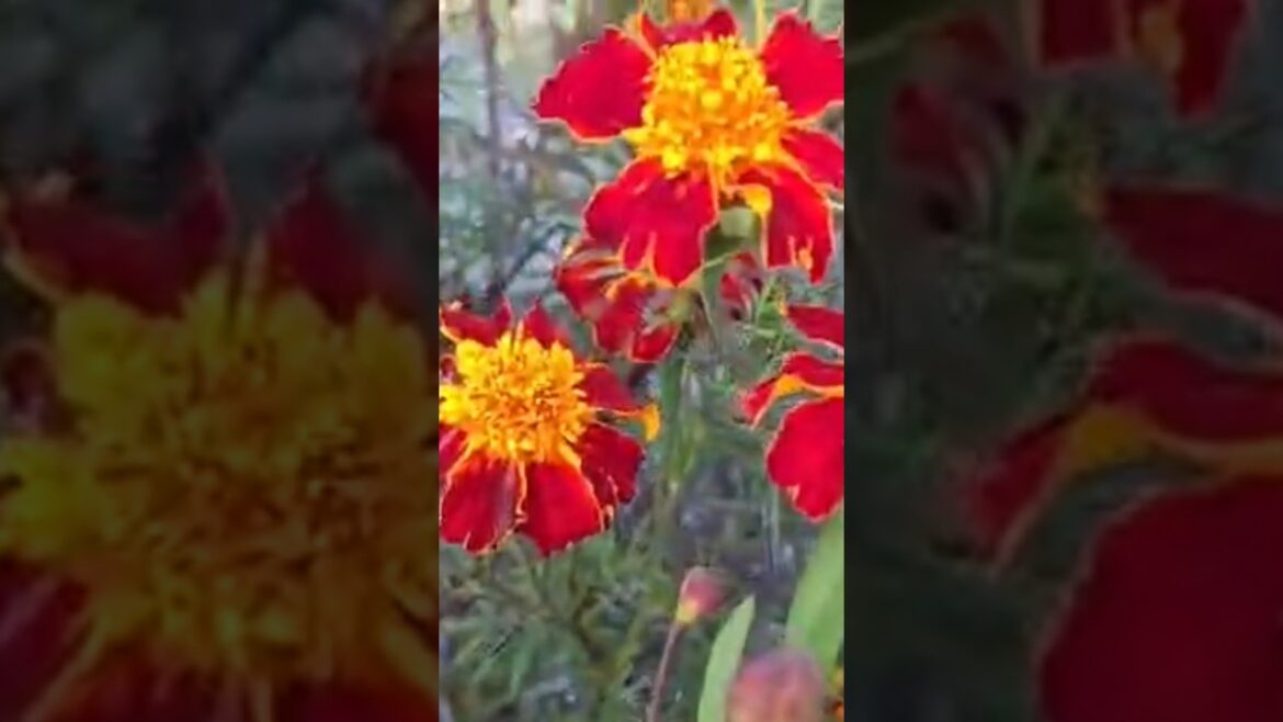 #flowers #flower #trending #trend #trendingshorts #shorts #shortvideo #flowers #flower #trending #trend #trendingshorts #shorts #shortvideo