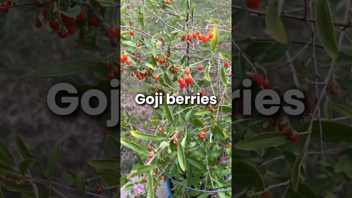 Not Just Fruit Trees – Grow These Too