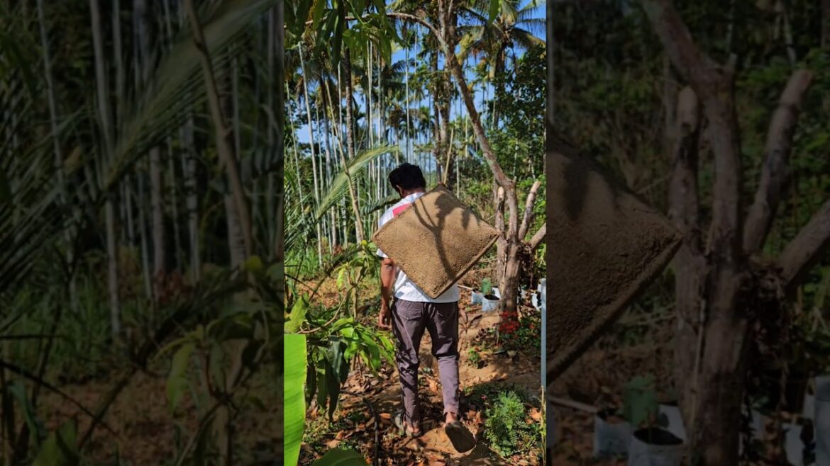 വീണ്ടും😍.....#shorts #farming #vegetable #malayalam #chilly