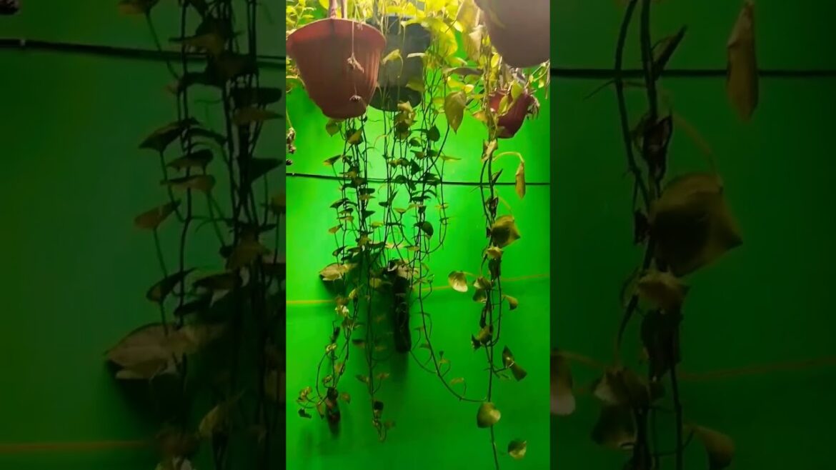 Harvesting organic vegetables#gardeningtips #youtuber #viralshort