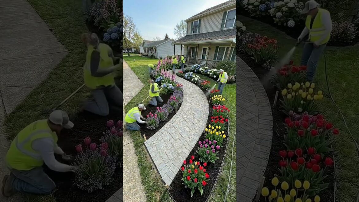 You won’t believe this yard becomes a lavender dream #garden #makeover You won’t believe this yard becomes a lavender dream #garden #makeover